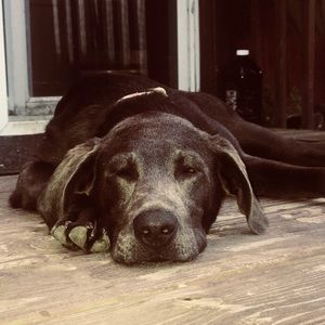 Meet your Posher, Lexi